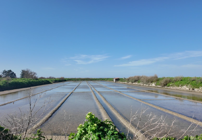Saunier sur l&rsquo;Ile de Ré, un métier au cœur de la nature.