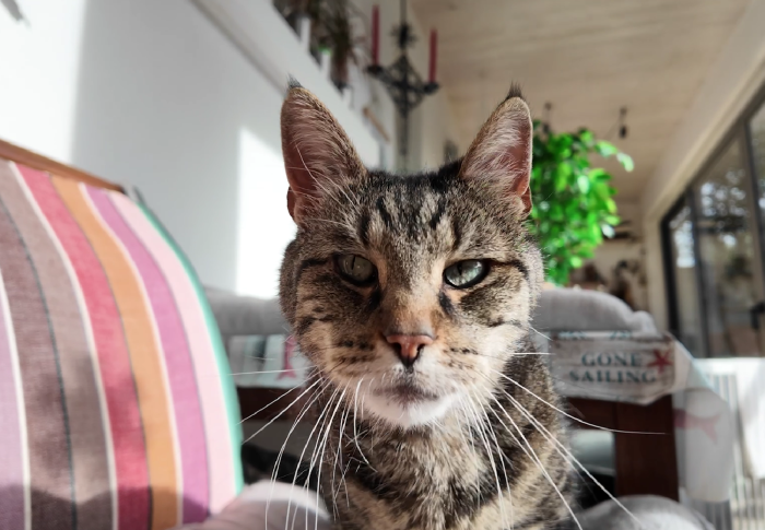 Lacôtochats, l&rsquo;association rhétaise de Marie Gignoux